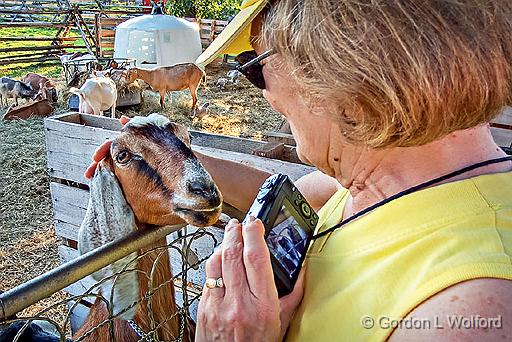 Goat Befriending Sandra_DSCF4407.jpg - Photographed near Gillies Corners, Ontario, Canada.